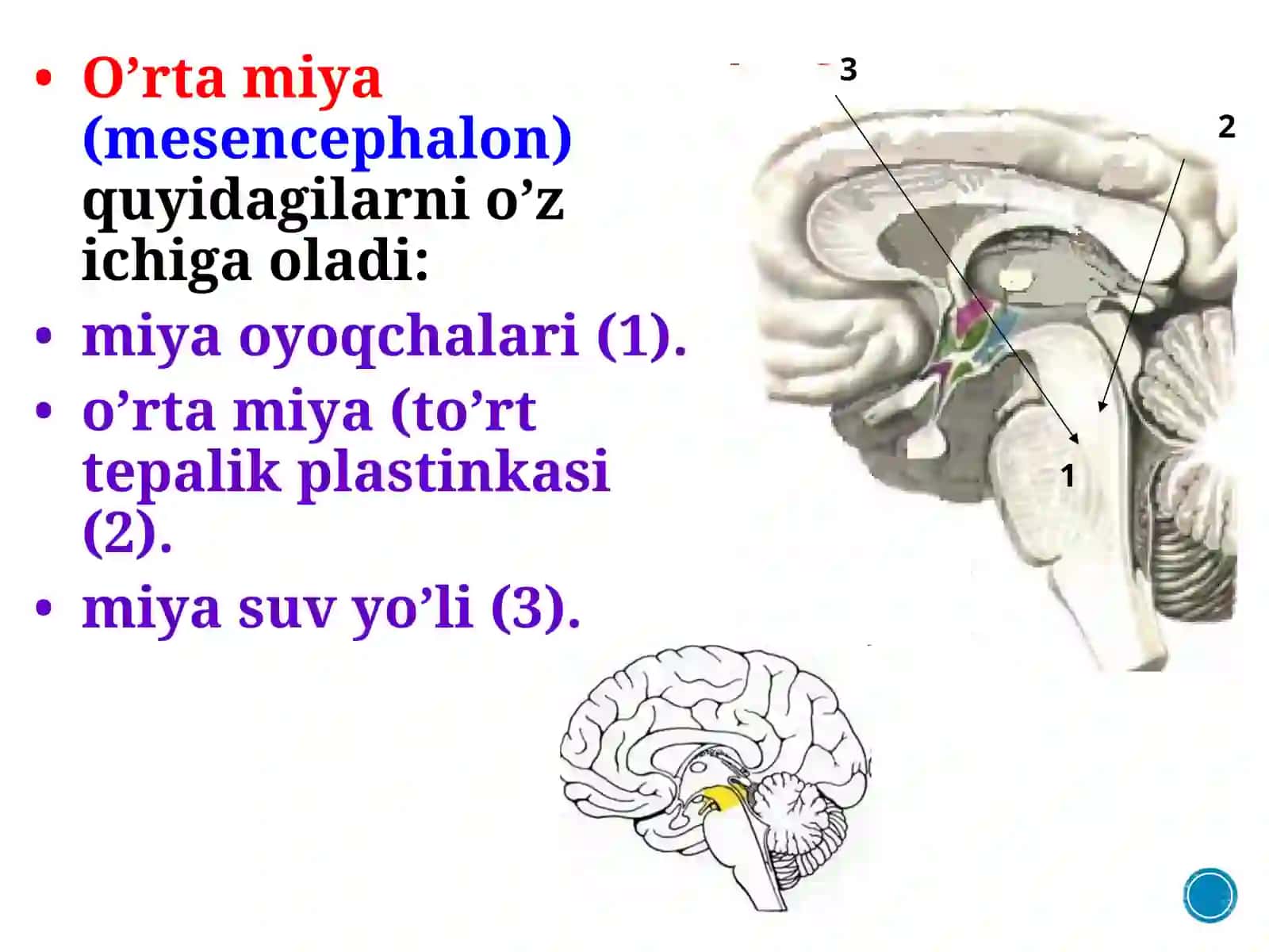 MA’RUZA№4.O’RTA MIYA.ORALIQ MIYA.III QORINCHA 3
