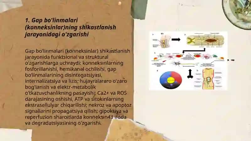 Hujayra shikastlanishida hujayralararo munosabatlarning buzilishlari 3