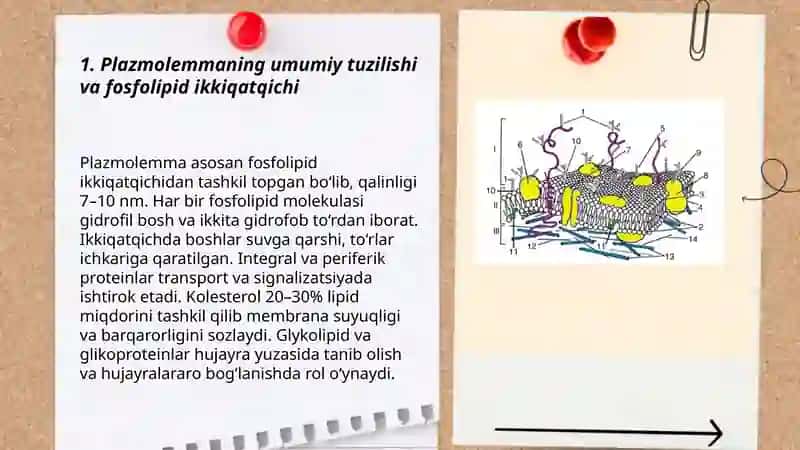 Plazmolemma va biologik membranalar tuzilishi 3