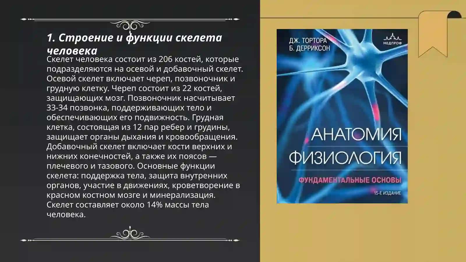 Анатомия и физиология человека 3