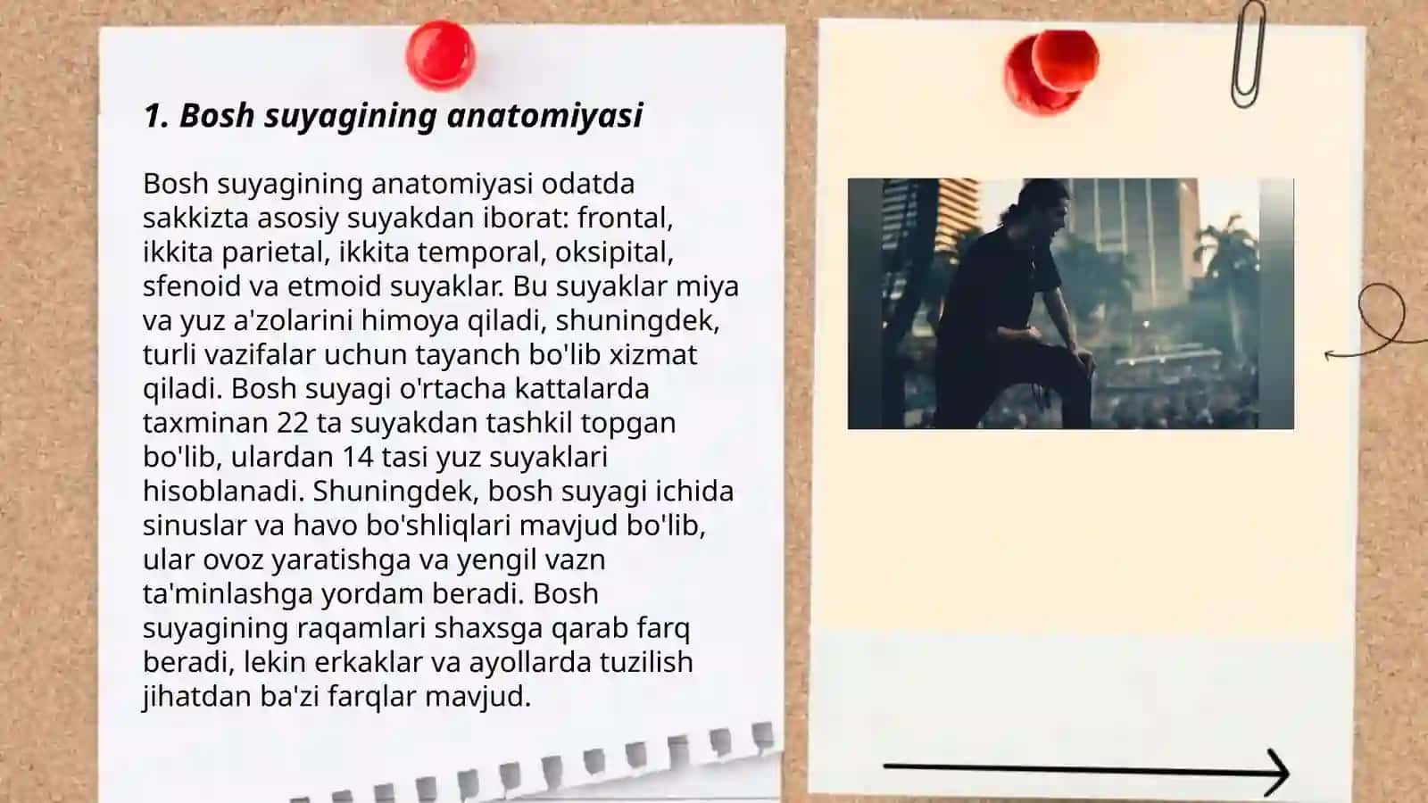 Bosh suyaklari 3