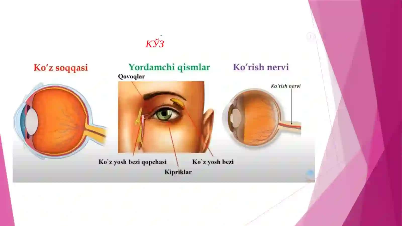Кўруванализатори 3