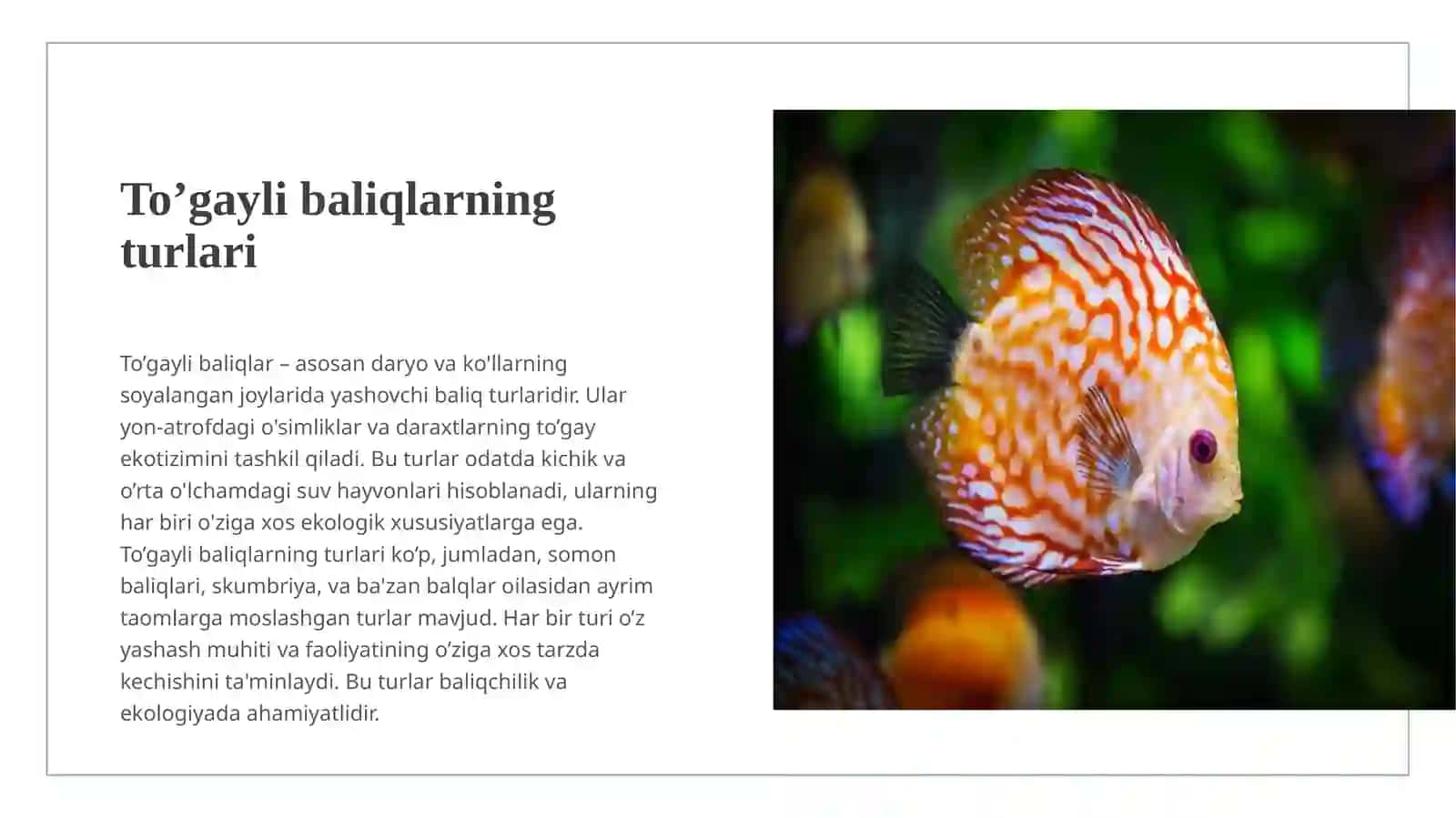 To’gayli baliqlarning individual rivojlanish xususiyatlari 3