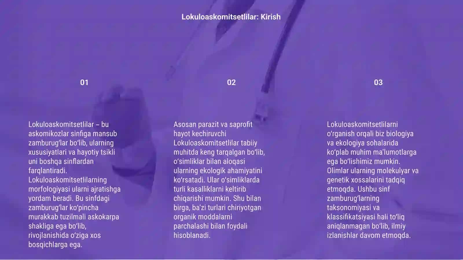 Lokuloaskomitsetlilar 3
