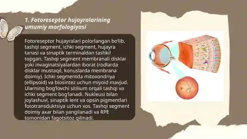 Fotoretseptsiyaning morfologik asoslari 3