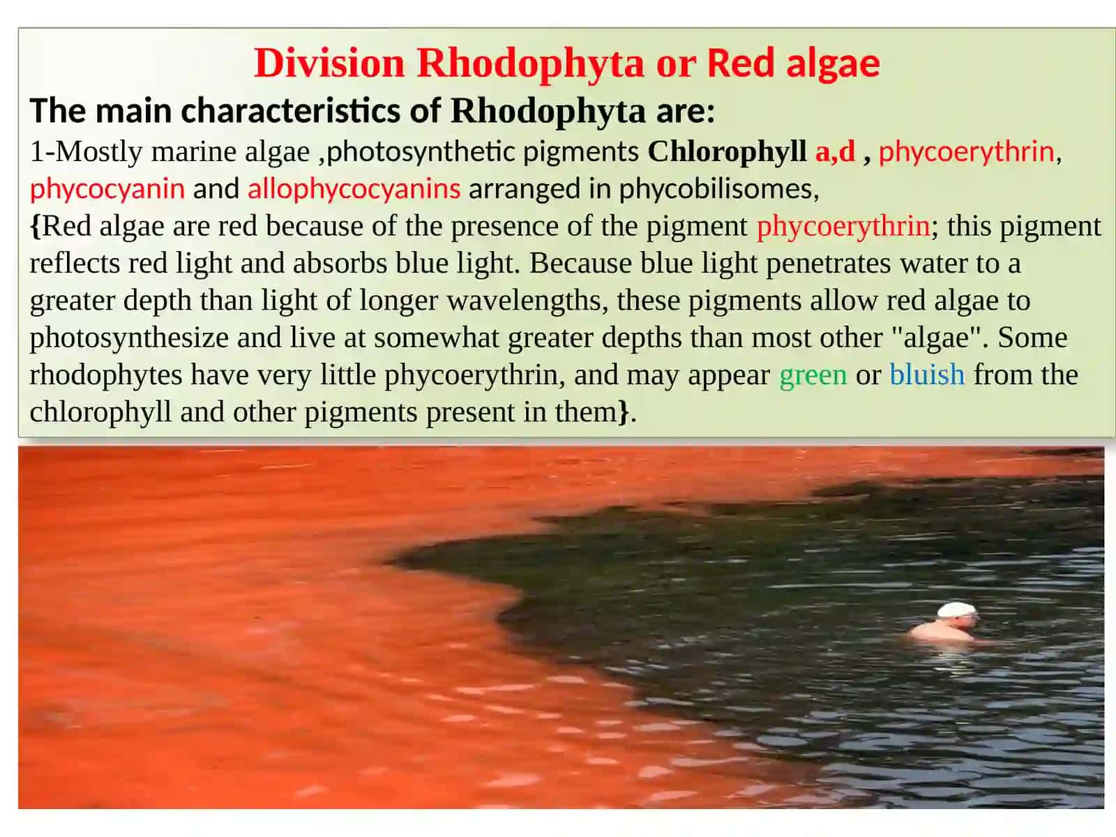 Rhodophyta or Red algae 3
