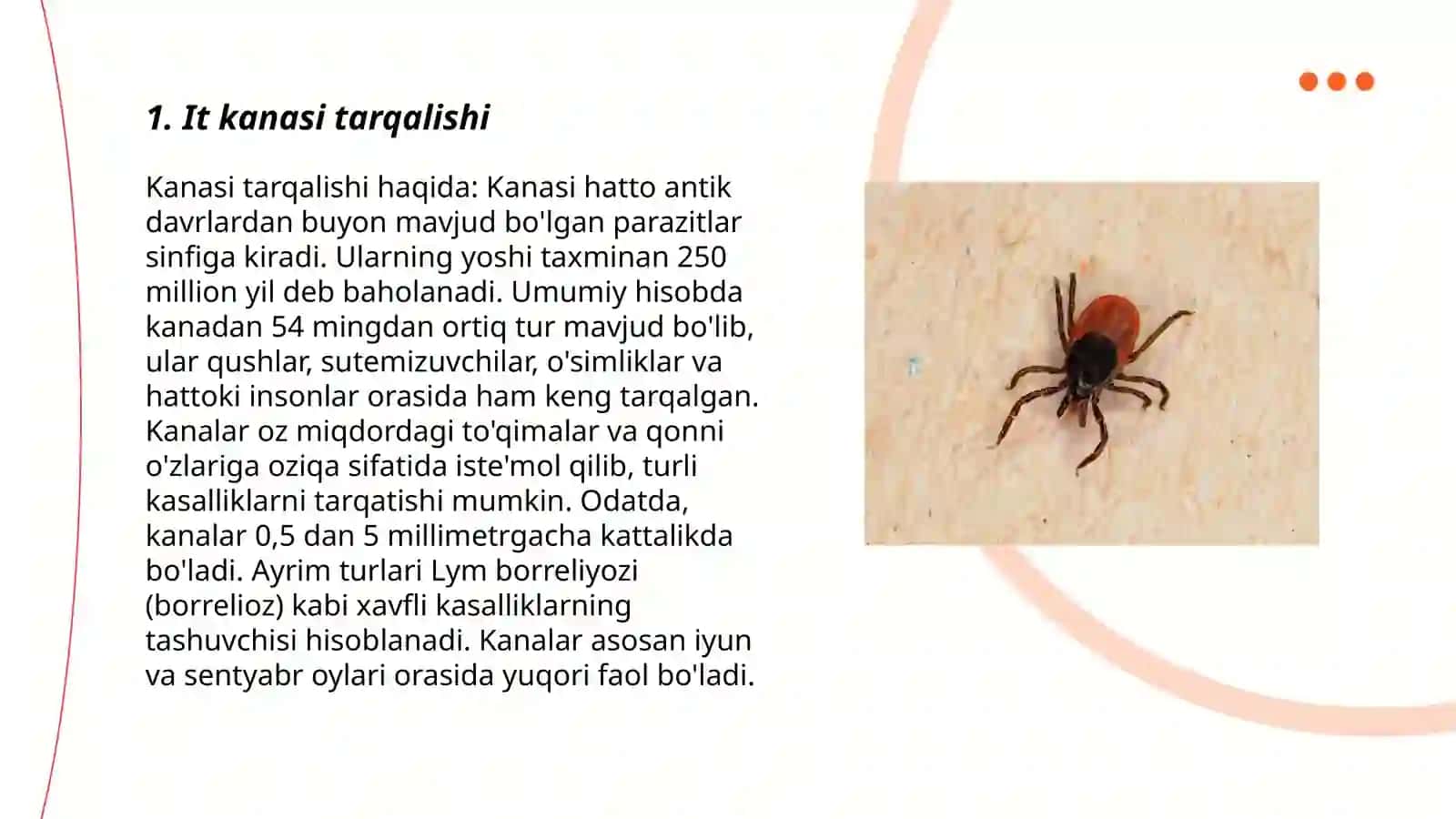 It kanasi -Ixodes ricinus 3