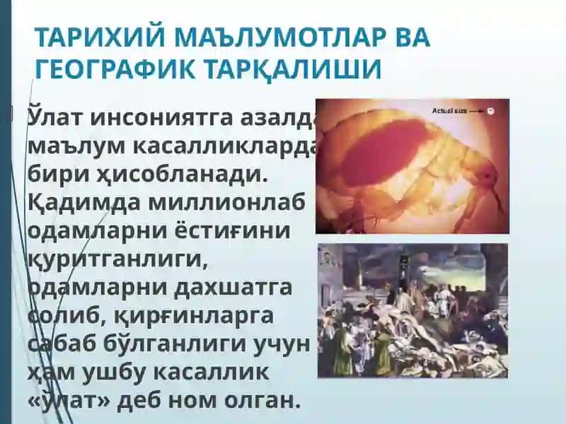 УЛАТ 3