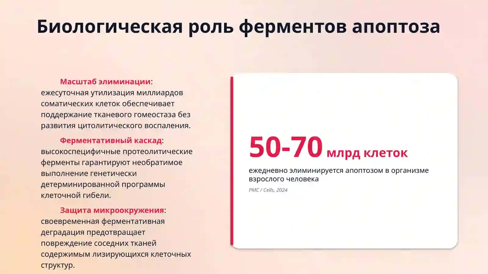 ферменты апоптоза 3