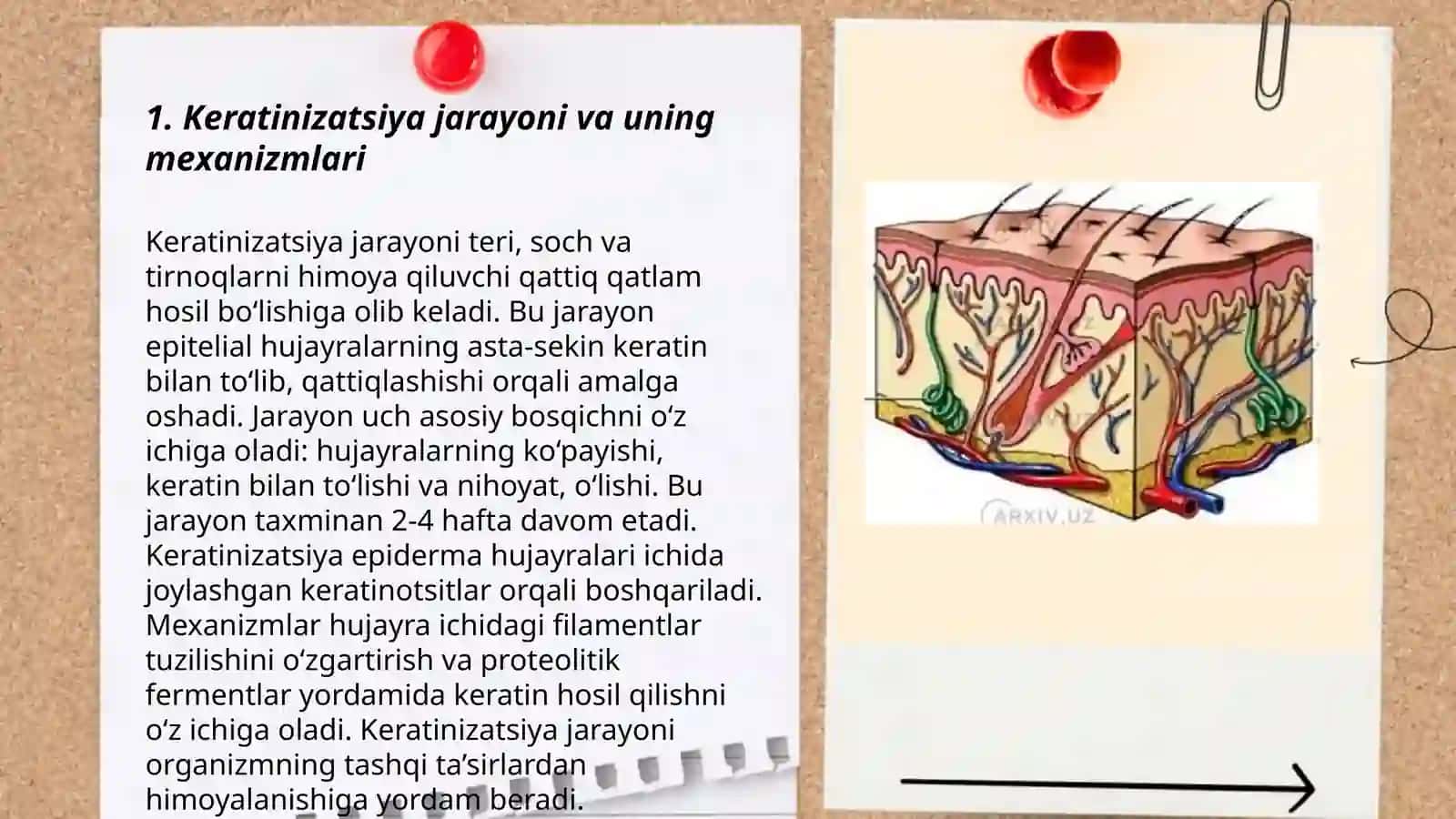 Keratinizatsiya jarayonlari haqida zamonaviy tasavvurlar 3