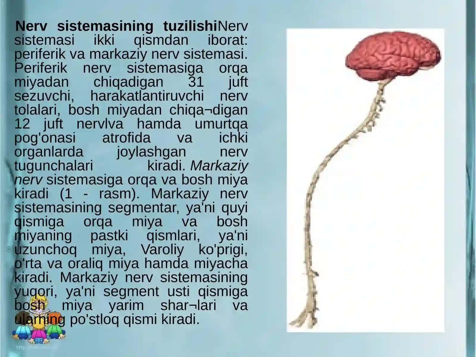 Nerv sistemasining ahamiyati 3
