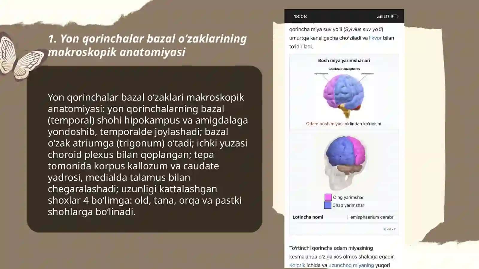Yon qorinchalar bazal ozaklari 3