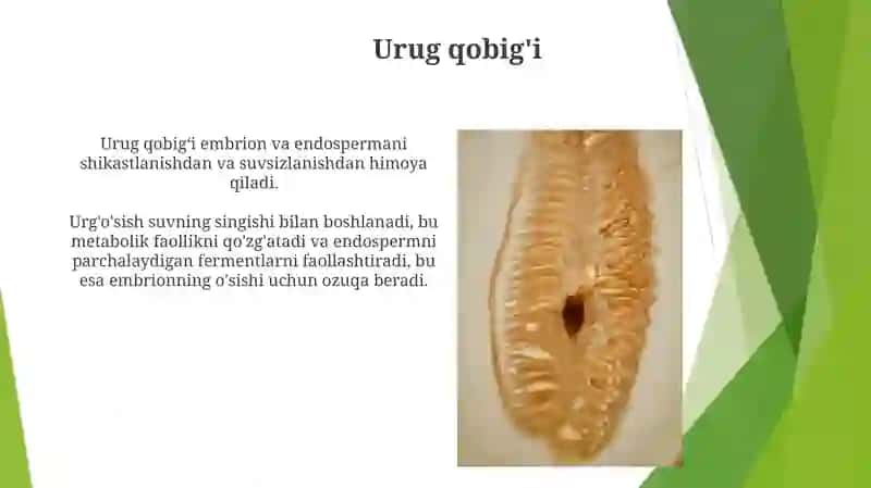 Urug'ning tuzilishi va unib chiqishi 3