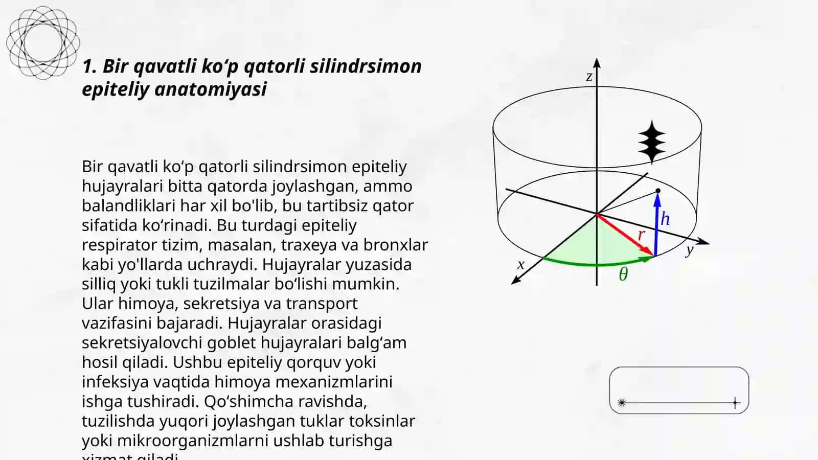 Bir qavatli koʻp qatorli silindrsimon epiteliy anatomiyasi 3