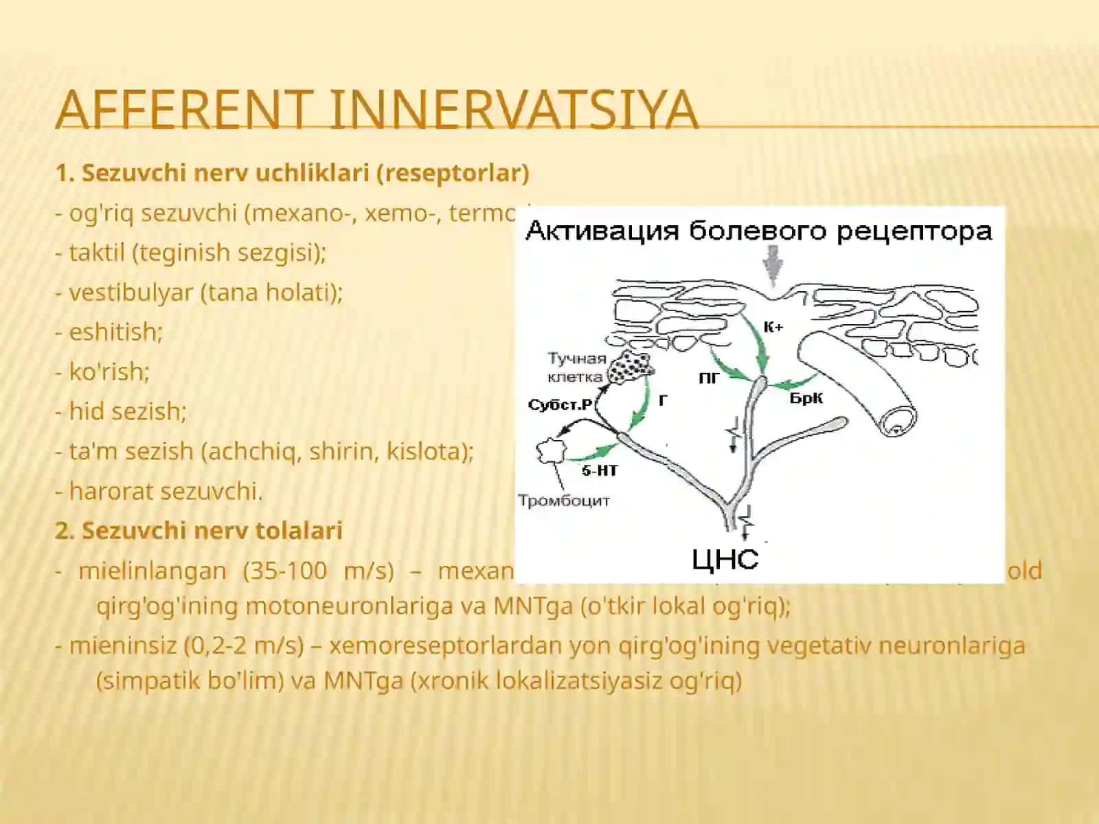 Afferent asab tizimiga ta'sir qiluvchi dori vositalari 3