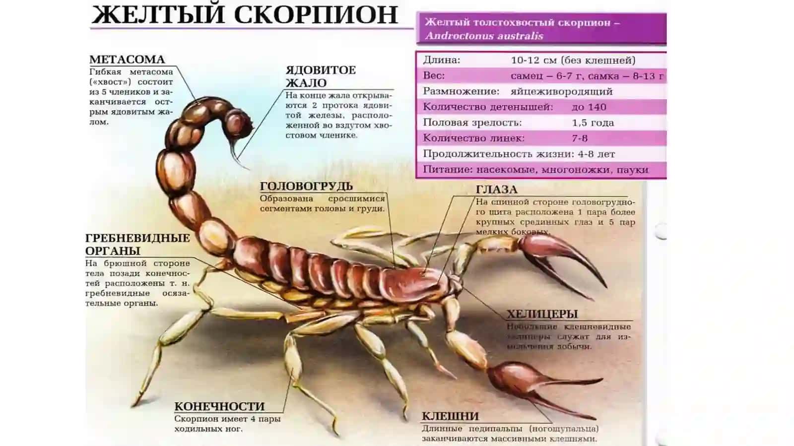 скорпион 3