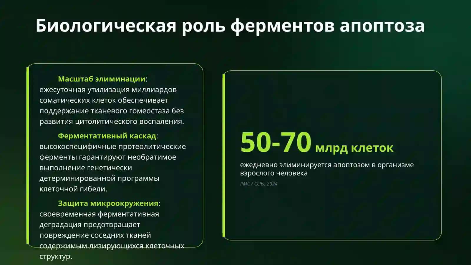 ферменты апоптоза 3