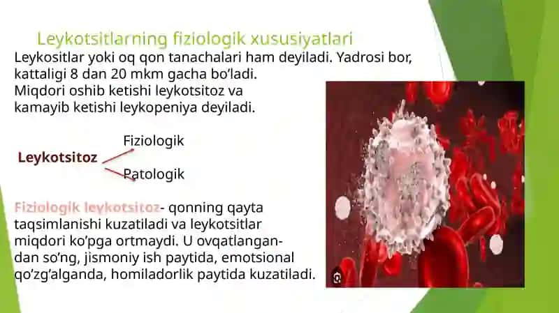 Leykotsitlar va ularning xususiyatlari 3