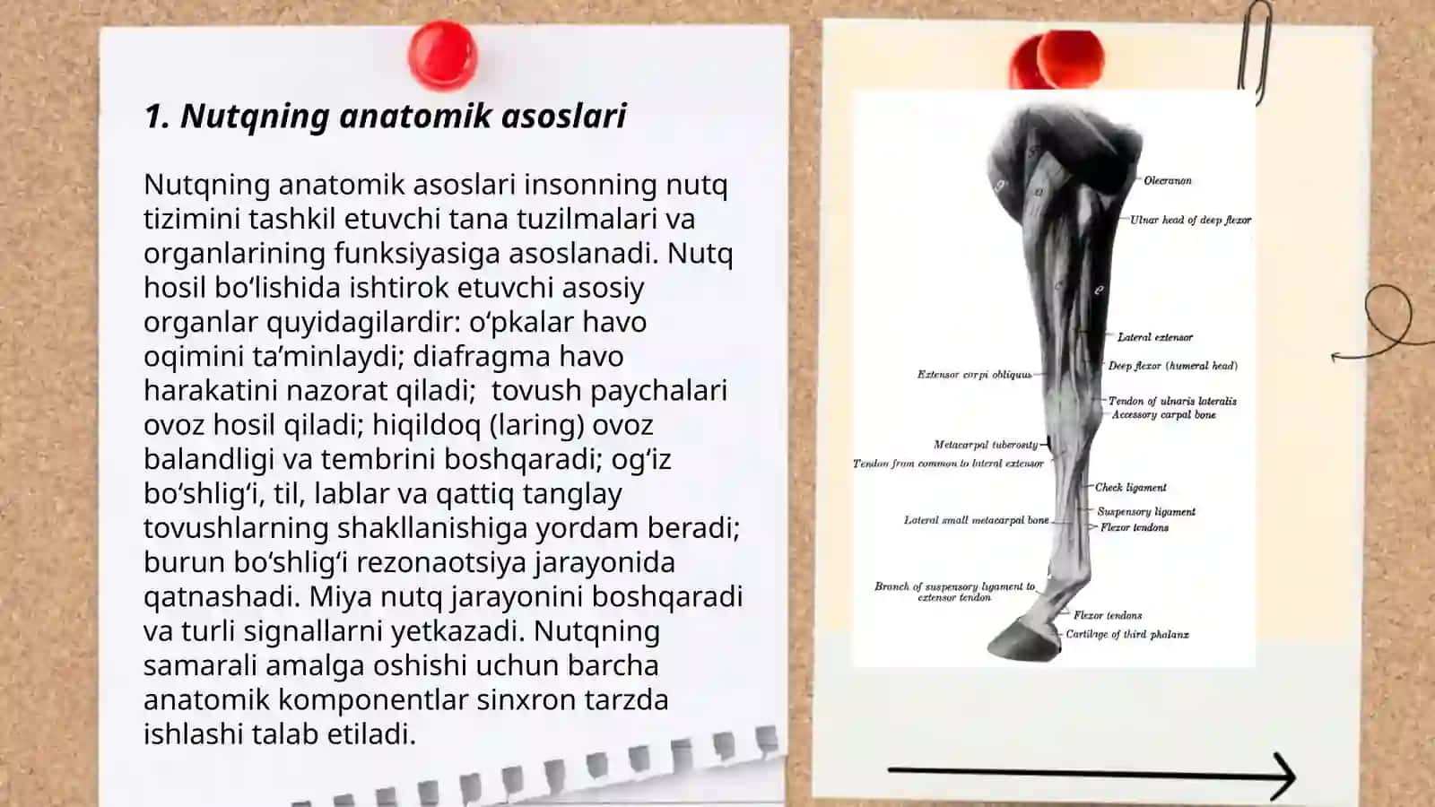 Nutq ovoz bo'limining anatomo-fiziologik faoliyati 3