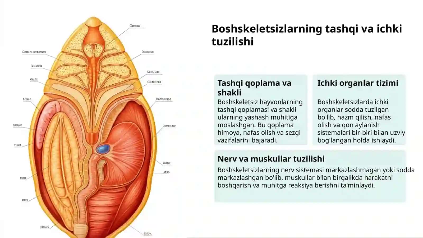 Boshskeletsizlarning tuzilishi va tasnifi 3