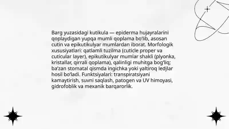 Barglar kutikulasi 3