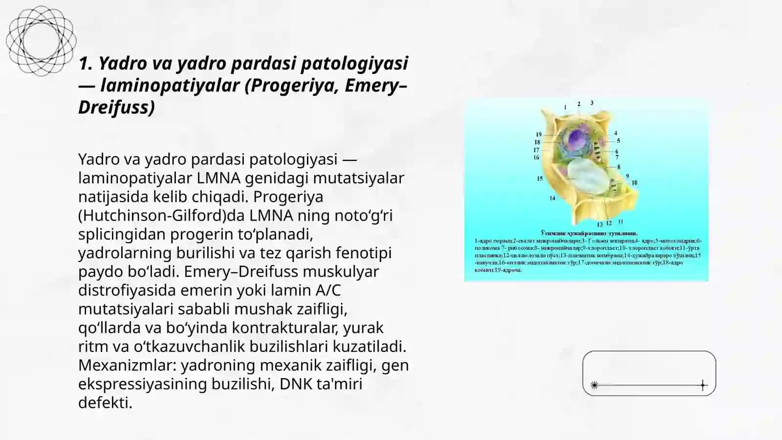 Hujayra hususiy organoidlari.Ushbu organellalarning patologiyasidan kelib chiqadigan kasalliklar 3