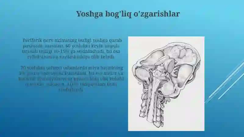 Nerv sistemasining tuzilishi, yosh xususiyatlari va gigiyenasi 3