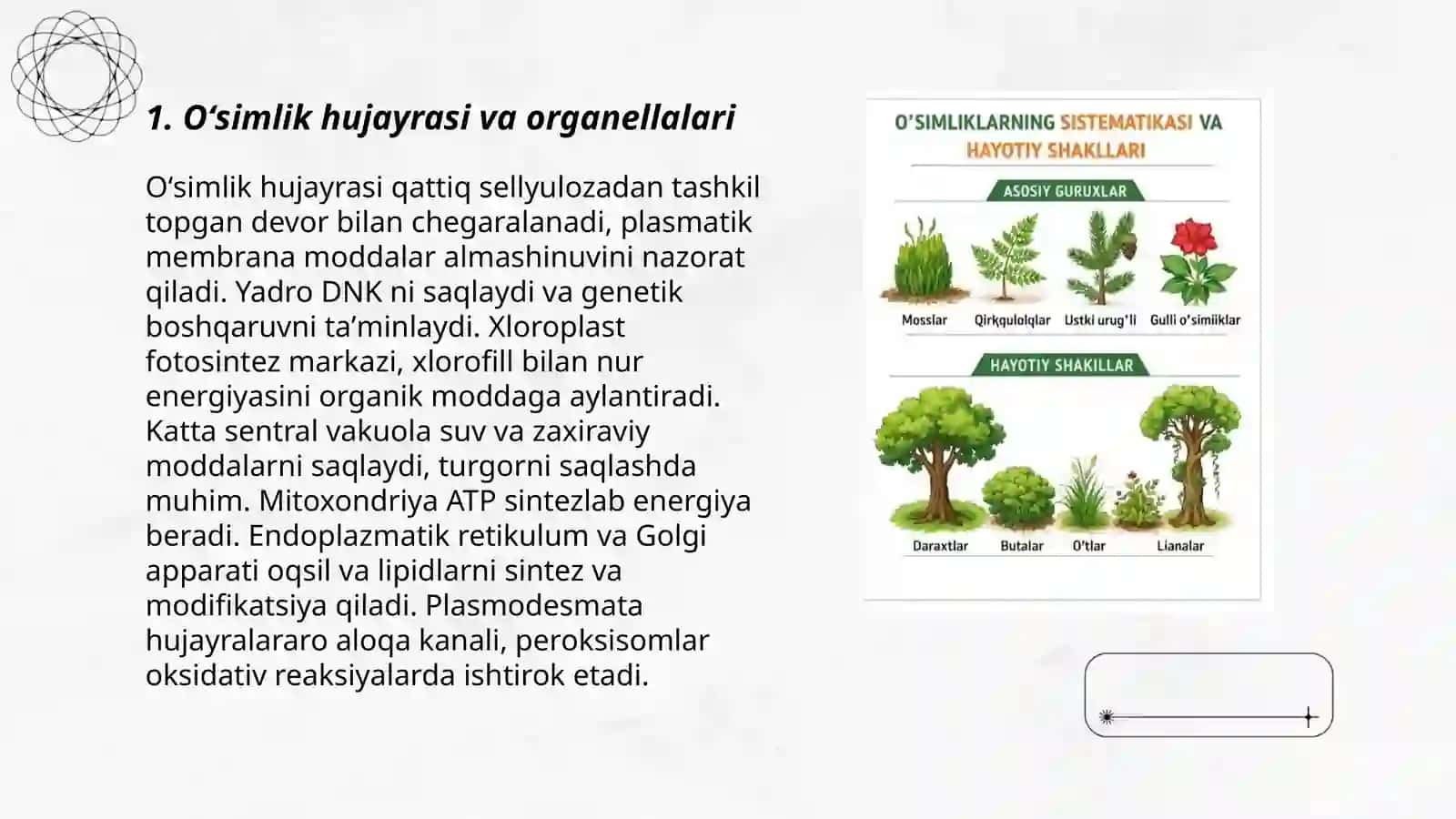 Oʻsimliklar anatomiyasi fizyalogiyasi sistematikasi va hayotiy shakillari 3