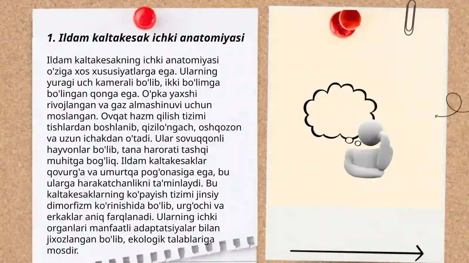 Ildam kaltakesak ichki anatomiyasi 3