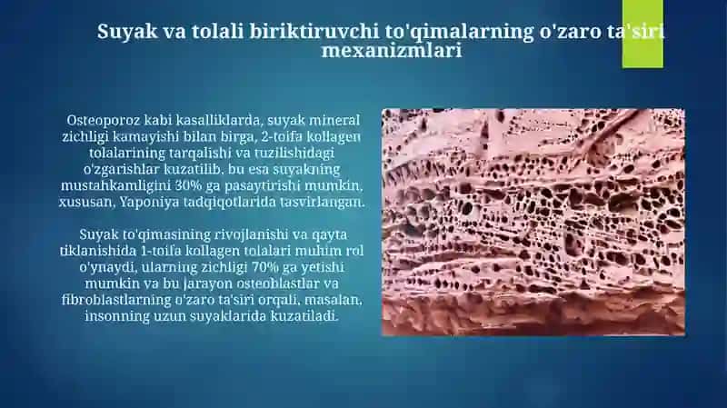 Suyak va Tolali Biriktiruvchi To'qimalar 3