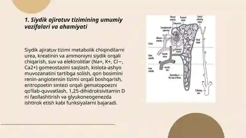 Siydik ajiratuv tizim 3