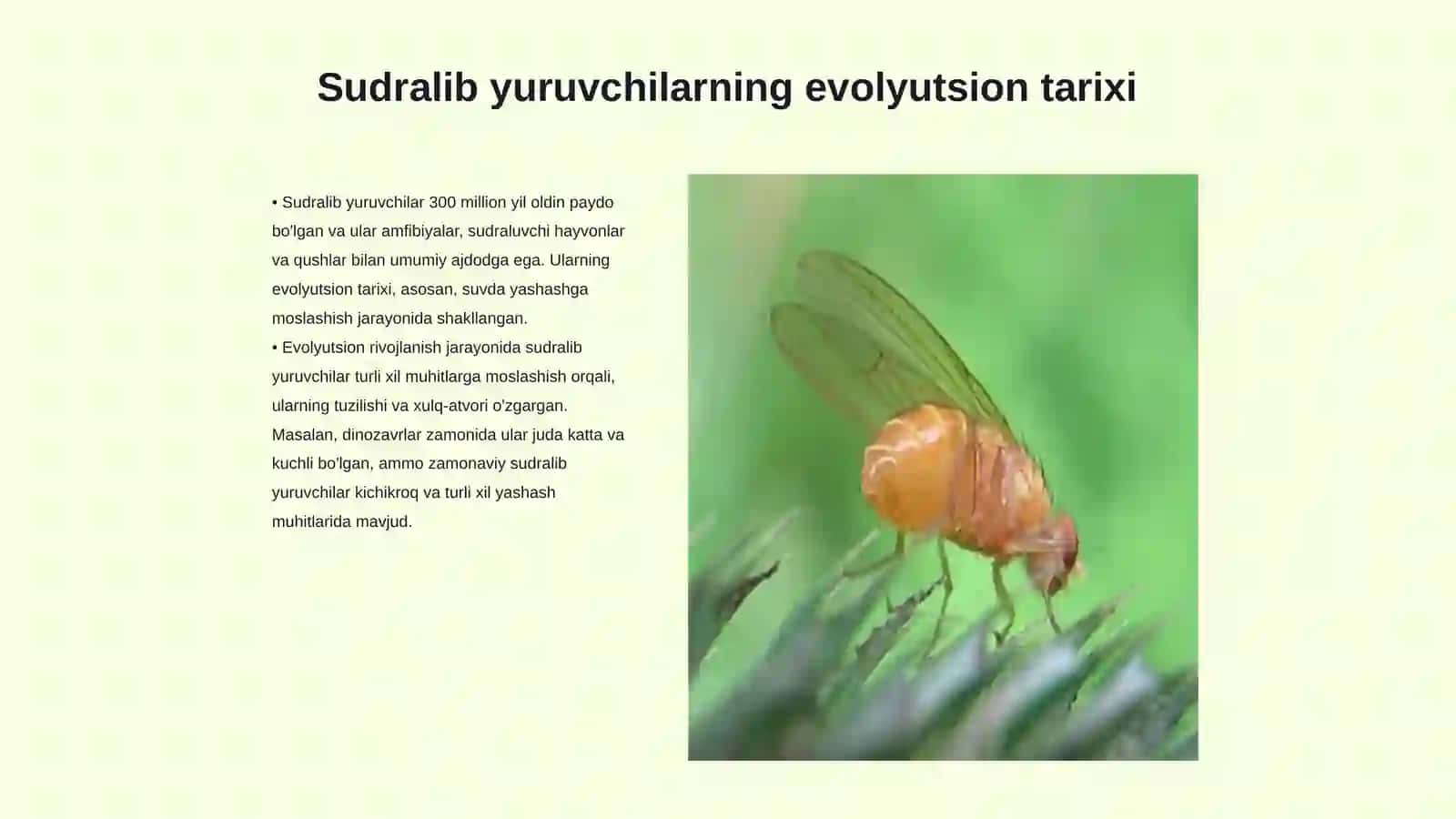 SUDRALIB YURUVCHILARNING BIOLOGIYASI VA EKOLOGIYASI 3
