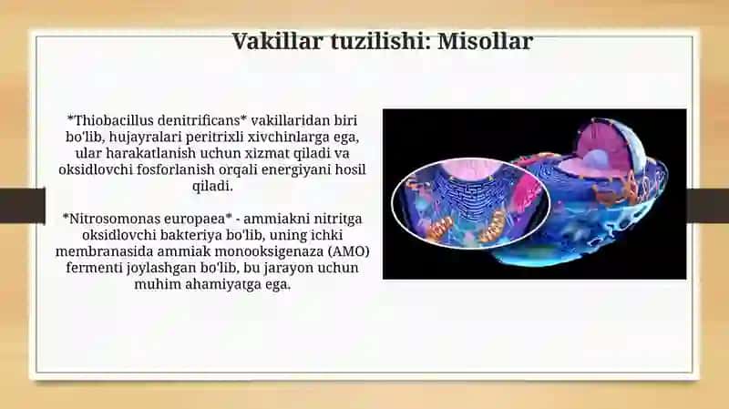 Vakillar tuzilishi: Misollar 3