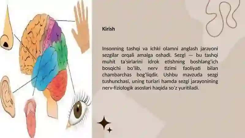 Sezgilar haqida umumiy tushuncha va ularning nerv-fiziologik asoslari 3