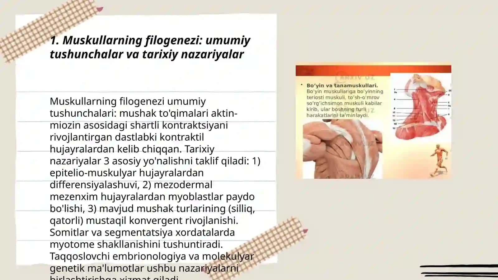 Muskullarning filogenezi tuzilishi va guruhlari 3