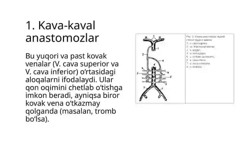 Kava-kavalporto-kavalanastomozlar 3
