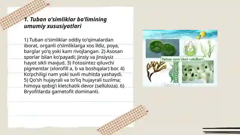 Tuban oʻsimliklar boʻlimi 3