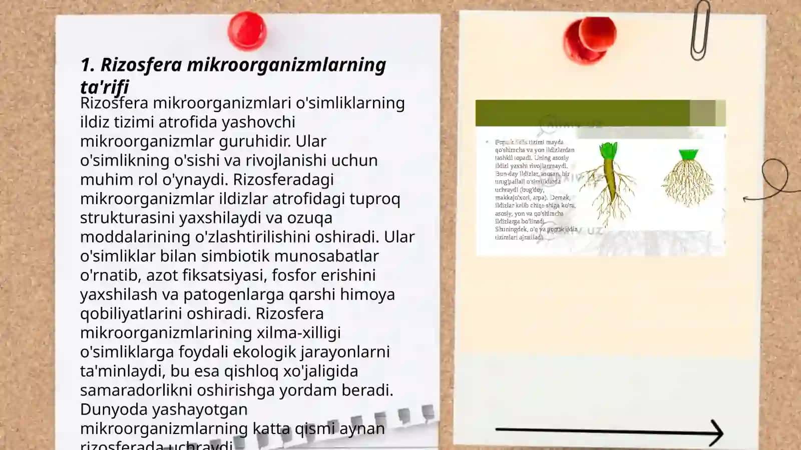 Rizosfera mikroorganizmlarni turlari va sestimatikasi 3