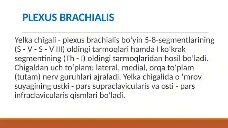 yelka chigalining hosil bo'lishi 3