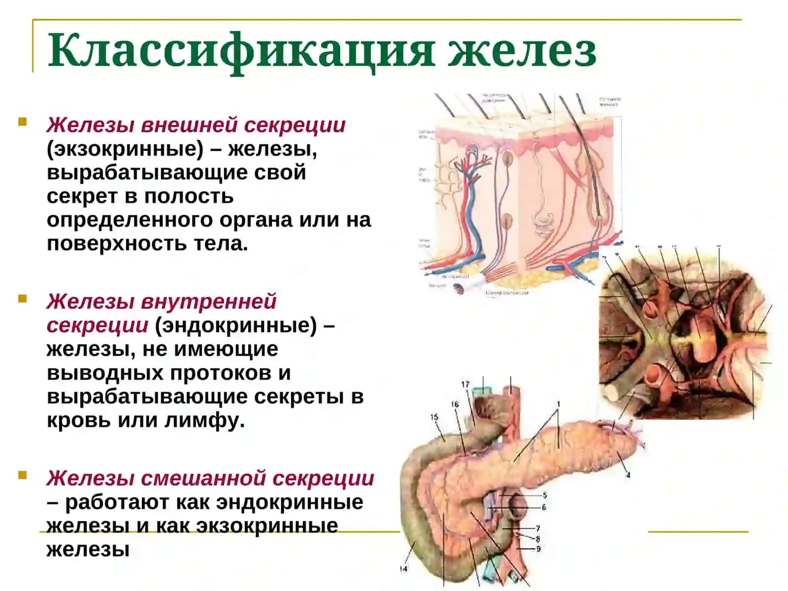Эндокринная система 3