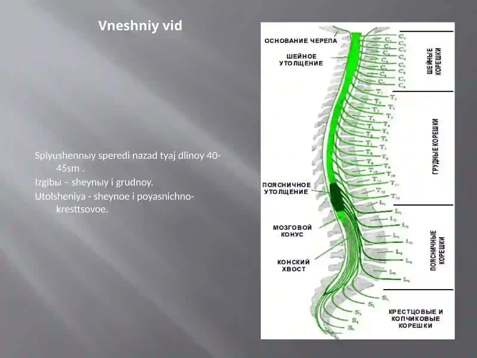 Orqa miya tuzilishi va fiziologiyasi 3