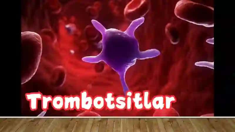 trombotsitlar. Qonni ivishi 3