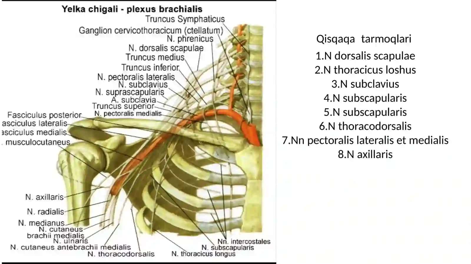 DIAnatomiya 3