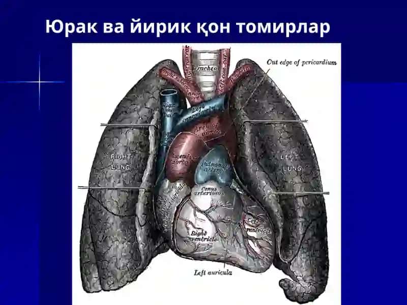 ANATOMIYA 3