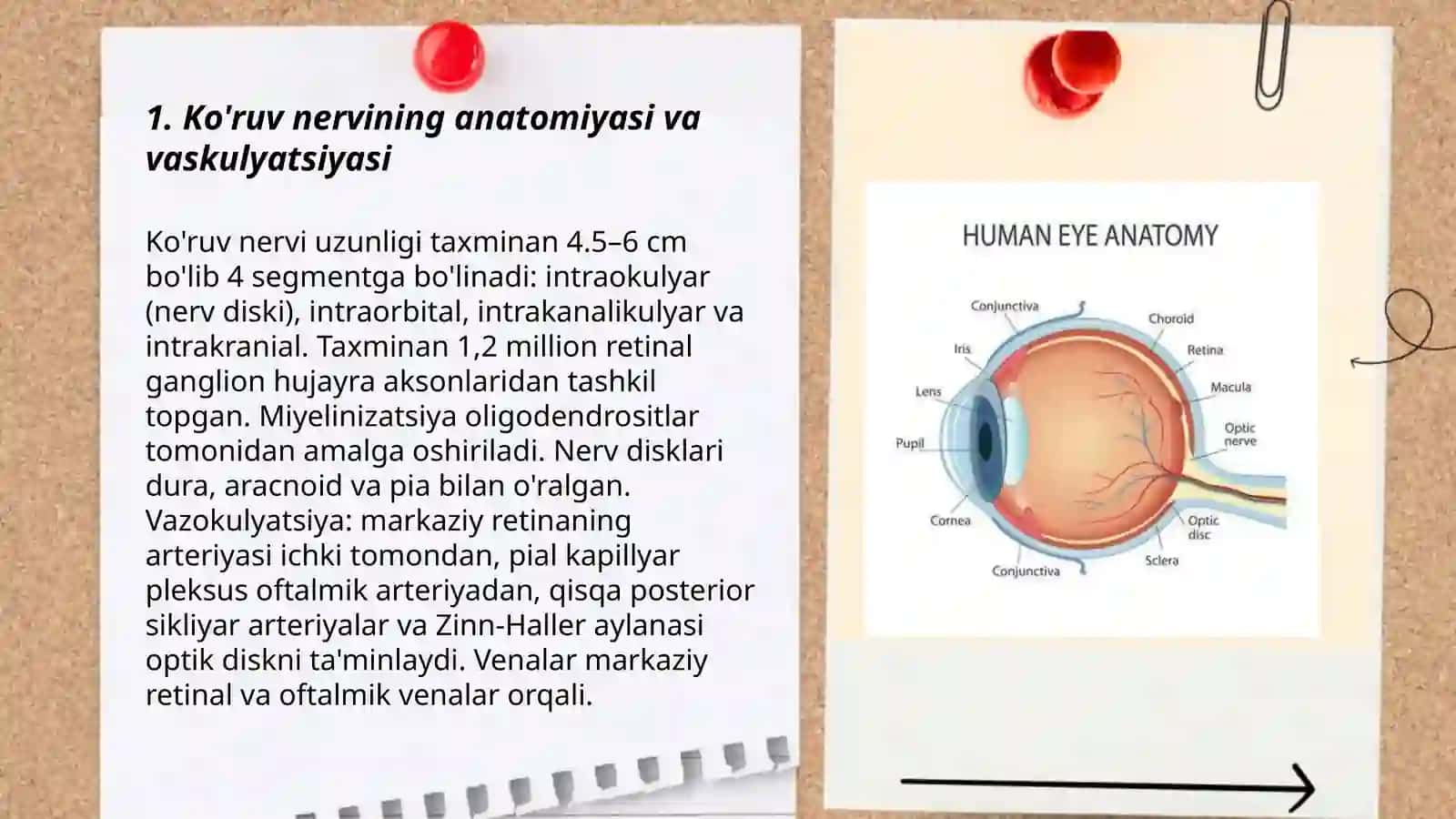 Ko'ruv nervi nevritlari(Optik nevritlari):Anatomiyasi etialogiyasi,patagenezi,klinikasi,diagnostikasi va davolash 3