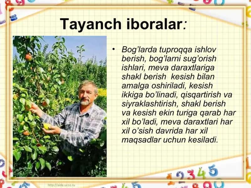 Meva bog'i ustida ishlar 3