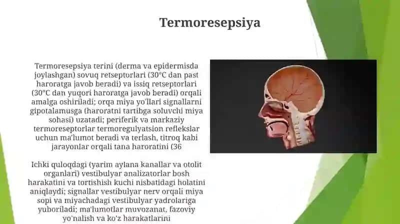 Eshituv va vestebuliyar analizatorlar fiziologiyasi 3