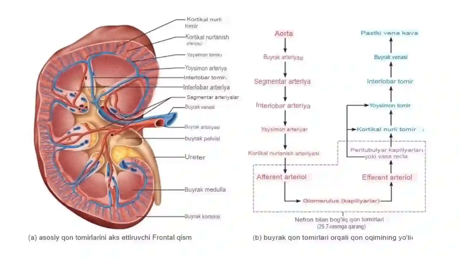 25SIYDIK AJRATISH TIZIMI EMBRIOLOGIYASI 3