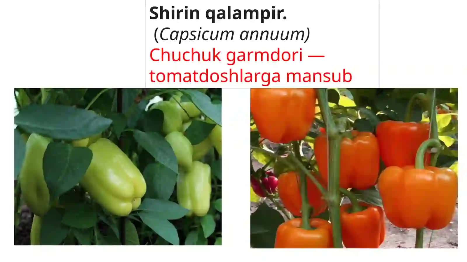 Bodring (Cucumis sativus) 3