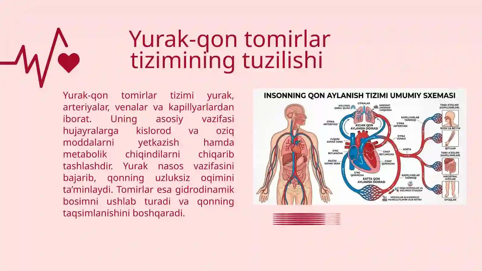 YURAK-QON TOMIRLAR TIZIMIDA REGENERATOR VA KOMPENSATOR JARAYONLAR 3